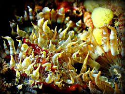 Attēlu rezultāti vaicājumam “Dianema nivale macro”