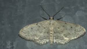 Attēlu rezultāti vaicājumam “Idaea seriata”