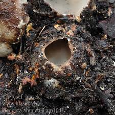 Attēlu rezultāti vaicājumam “Geopora arenicola”