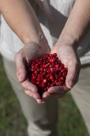 Attēlu rezultāti vaicājumam “Vaccinium vitis-idaea fruit”