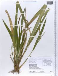 Attēlu rezultāti vaicājumam “Festuca altissima”