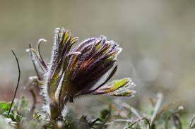 Attēlu rezultāti vaicājumam “Pulsatilla pratensis bud”