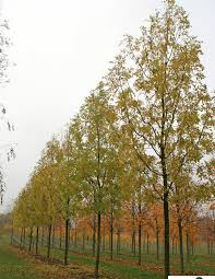 Attēlu rezultāti vaicājumam “Fraxinus excelsior”