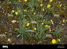 Attēlu rezultāti vaicājumam “Batrachium circinatum flower”