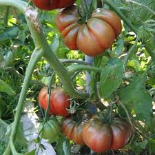 Afbeeldingsresultaat voor black sea man tomato