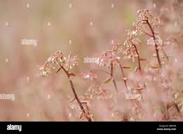 Attēlu rezultāti vaicājumam “Sedum album bud”