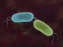 Conjugation Facts, information, pictures | Encyclopedia.com ...
