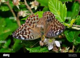 Attēlu rezultāti vaicājumam “Argynnis paphia female”