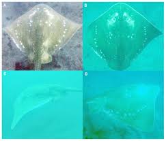 Image result for Megatrygon microps