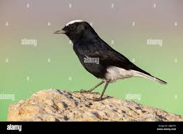 Image result for Oenanthe leucopyga