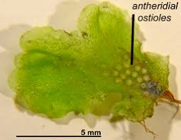 Attēlu rezultāti vaicājumam “Harpanthus flotovianus cells”