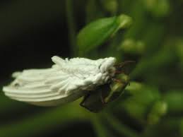 Attēlu rezultāti vaicājumam “Orthezia urticae”