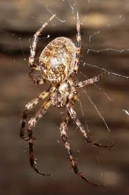 Attēlu rezultāti vaicājumam “Metellina merianae”