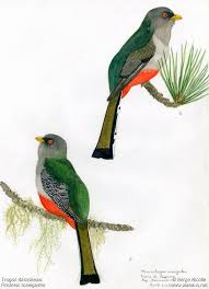 Image result for selvatici tehron