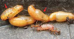 Attēlu rezultāti vaicājumam “Maculinea alcon eggs”