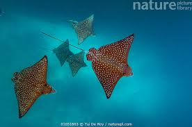 Image result for Aetobatus narinari