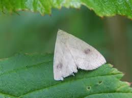 Attēlu rezultāti vaicājumam “Rivula sericealis”