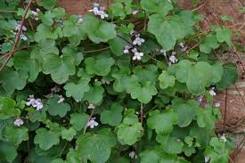 Attēlu rezultāti vaicājumam “Cymbalaria muralis flower”