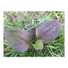 Attēlu rezultāti vaicājumam “Plantago major leaf”