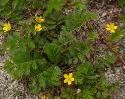 Attēlu rezultāti vaicājumam “Argentina anserina leaf”