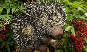 Attēlu rezultāti vaicājumam “Perichaena depressa sessile”