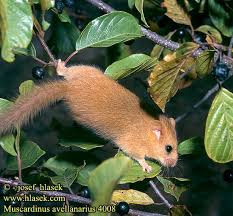 Attēlu rezultāti vaicājumam “Muscardinus avellanarius”