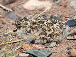 Image result for Syrrhaptes paradoxus