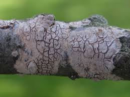 Attēlu rezultāti vaicājumam “Peniophora laurentii”