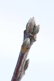 Attēlu rezultāti vaicājumam “Quercus rubra bud”