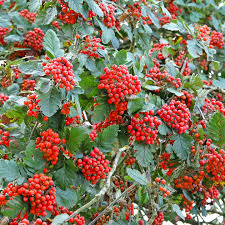 Attēlu rezultāti vaicājumam “Sorbus hybrida”