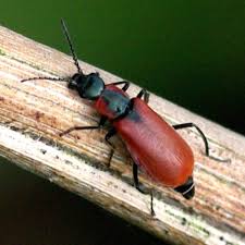 Attēlu rezultāti vaicājumam “Anthocomus rufus”