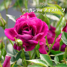 「アイスバーグ」の画像検索結果