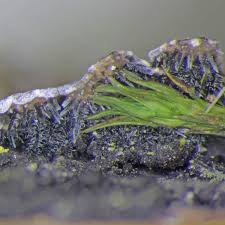 Attēlu rezultāti vaicājumam “Physconia enteroxantha”