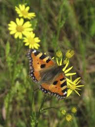 Attēlu rezultāti vaicājumam “Aglais urticae”