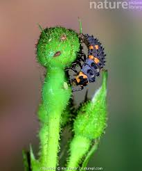 Attēlu rezultāti vaicājumam “Coccinella septempunctata larva”