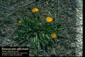 Attēlu rezultāti vaicājumam “Taraxacum”