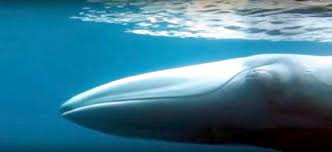 Image result for Balaenoptera omurai