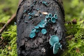 Attēlu rezultāti vaicājumam “Chlorociboria aeruginascens”