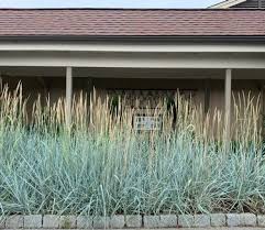 Attēlu rezultāti vaicājumam “Leymus arenarius”