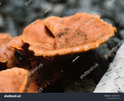 Attēlu rezultāti vaicājumam “Onnia tomentosa”