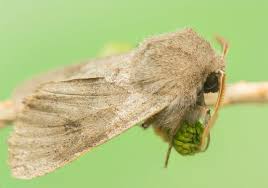 Attēlu rezultāti vaicājumam “Orthosia populeti”