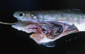 Attēlu rezultāti vaicājumam “Nematomorpha”