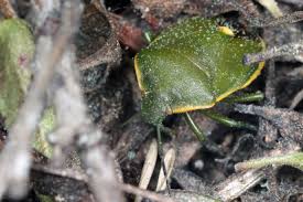 Attēlu rezultāti vaicājumam “Chlorochroa juniperina”