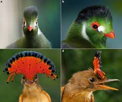 Attēlu rezultāti vaicājumam “Passeriformes”