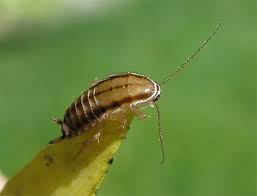 Attēlu rezultāti vaicājumam “Trichia contorta macro”