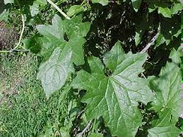 Attēlu rezultāti vaicājumam “Bryonia alba fruit”