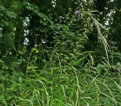 Attēlu rezultāti vaicājumam “Brachypodium sylvaticum”