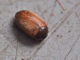 Attēlu rezultāti vaicājumam “Attagenus smirnovi”