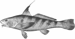 Image result for Menticirrhus americanus