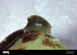 Attēlu rezultāti vaicājumam “Ancylus fluviatilis”